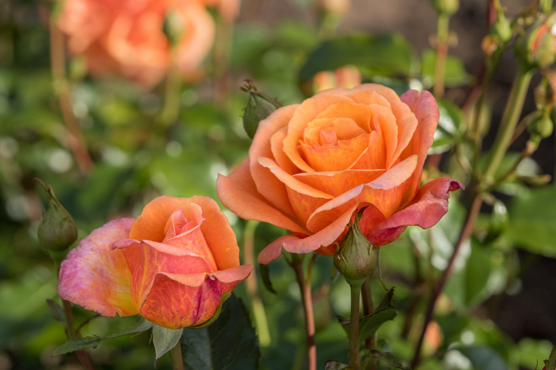 Rosa 'Cherry Brandy' TH (Edelrose 'Cherry Brandy' -R-)