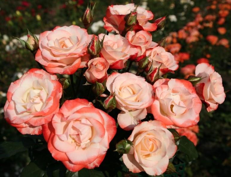 Rosa 'Auf die Freundschaft' STR (Strauchrose 'Auf die Freundschaft' -R-)