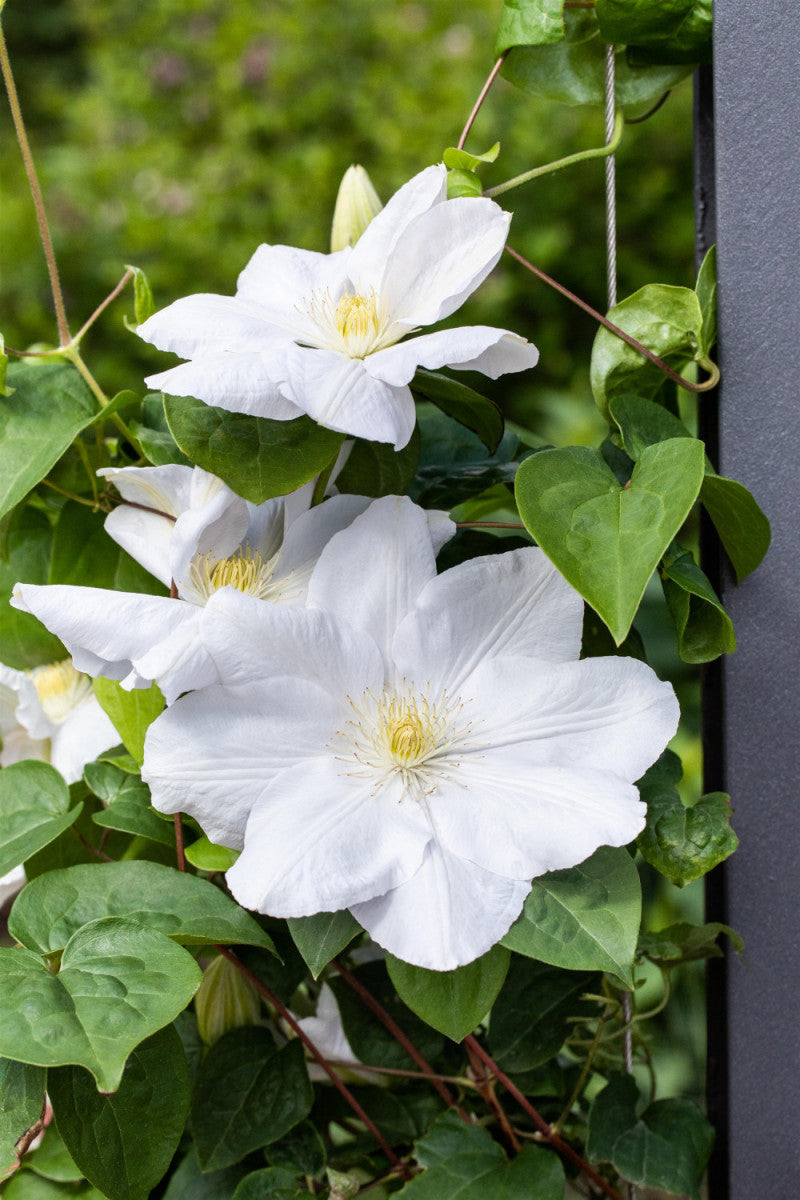 Clematis 'Madame Le Coultre' (Waldrebe 'Madame Le Coultre')