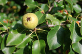 Pyrus pumila; mit Früchten/Fruchtbehang; bienenweide; Einsatzmöglichkeit z.B. : Obstbaum; erhältlich mit Stammumfang von ab 5 bis 18-20 cm;;günstig mit Qualität