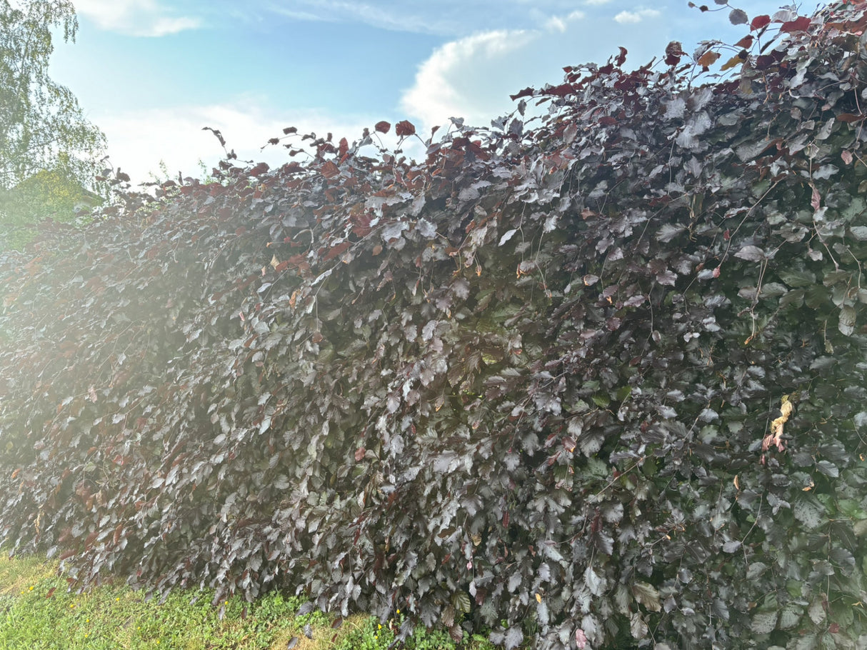 Fagus sylvatica 'Atropurpurea'; als Hecke; pflegeleicht;;mit zeitnaher Lieferung