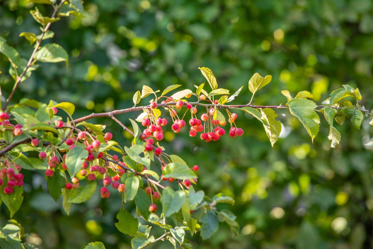 Zierapfel toringo sargentii 'Sämling'; mit Früchten/Fruchtbehang; zierwert; Einsatzmöglichkeit z.B. : Hecke; erhältlich von 60-100 bis 450-650 cm;;hier kaufen