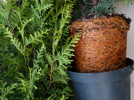 Thuja occidentalis 'Brabant'; hier im Topf; schnellwachsend; Einsatzmöglichkeit z.B. : Vogelschutzhecke;;ab 10,80 Euro