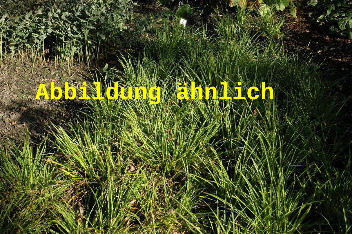 Genaues Foto für Luzula sylvatica 'Tauernpass' folgt; dieses ähnliche Bild dient der Illustration von Tauernpass-Marbel