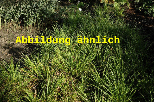 Genaues Foto für Luzula sylvatica 'Tauernpass' folgt; dieses ähnliche Bild dient der Illustration von Tauernpass-Marbel