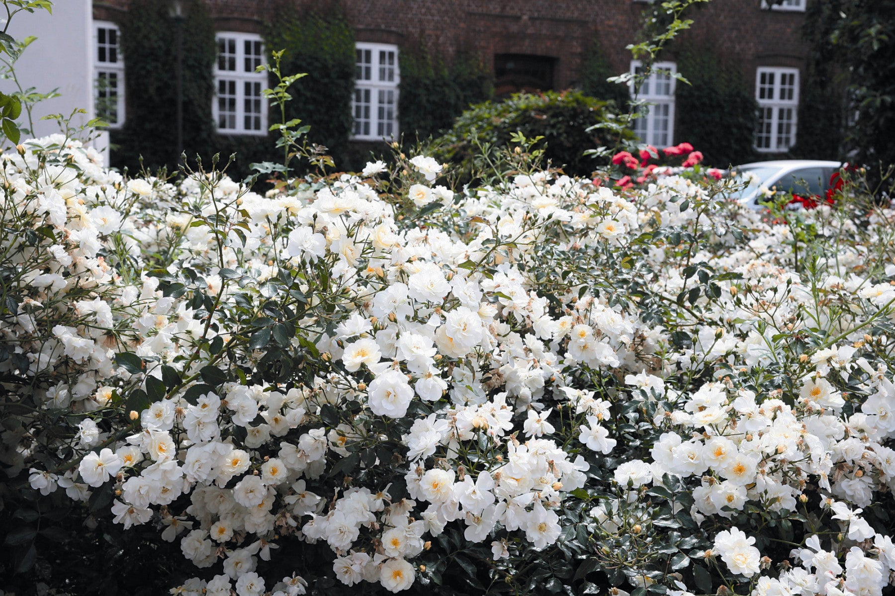 Rosa 'Schneekönigin' BDR (Bodend. Rose 'Schneekönigin' -R- ADR-Rose)