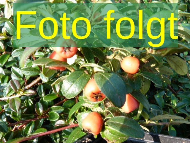 Cotoneaster salicifolius 'Herbstfeuer' (Kriechmispel 'Herbstfeuer')