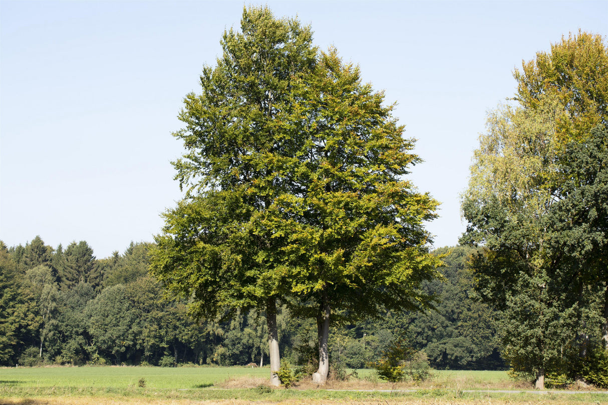 Fagus sylvatica; in Einzelansicht; robust; Einsatzmöglichkeit z.B. : Parkanlagen;;ab 1,87 Euro