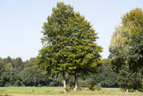 Fagus sylvatica HkG 81015; in Einzelansicht; robust; Einsatzmöglichkeit z.B. : Parkanlagen;;ab 1,34 Euro