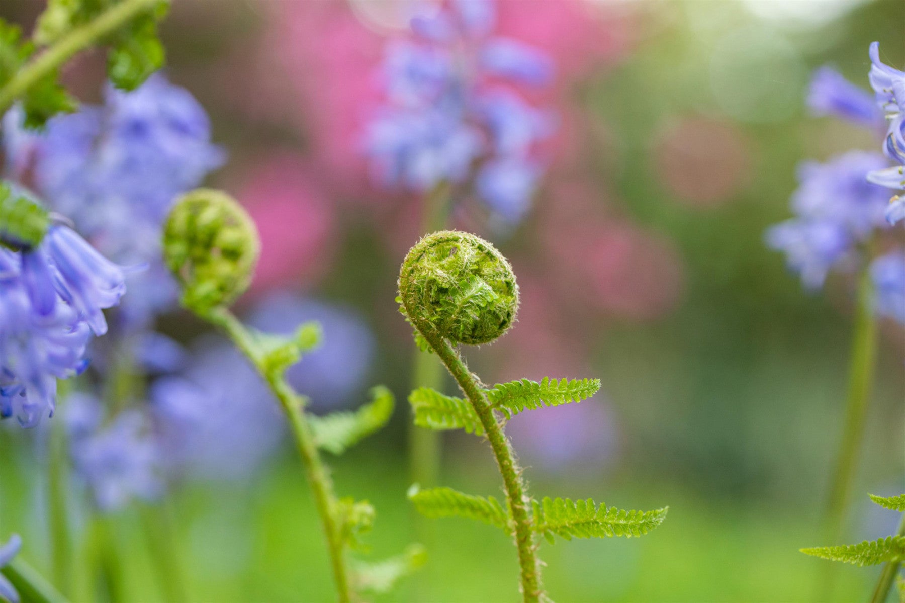 Dryopteris filix-mas (Gewöhnlicher Wurmfarn)