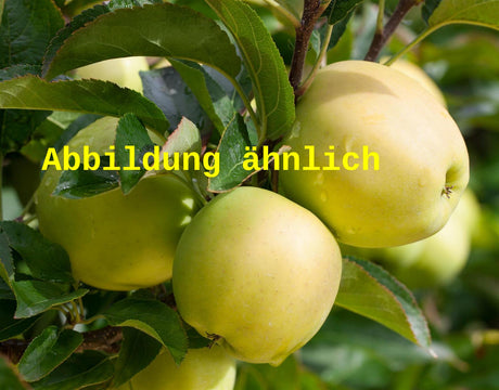Genaues Foto für Malus 'Goldcats' folgt; dieses ähnliche Bild dient der Illustration von Säulenapfel 'Goldcats'