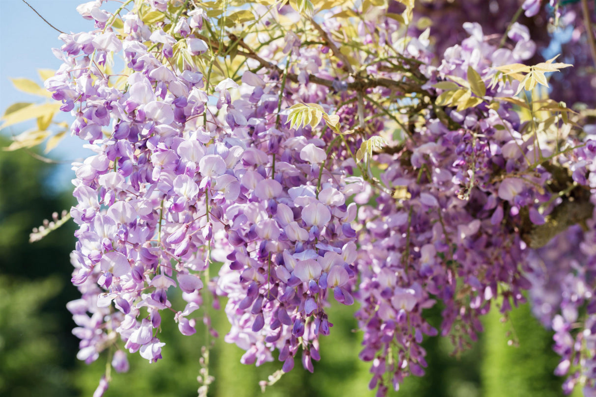 Chinesischer Blauregen; hier mit Blüte; schmetterlingsanziehend; Einsatzmöglichkeit z.B. : Bienenweide;;günstig mit Qualität