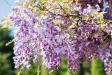 Chinesischer Blauregen; hier mit Blüte; schmetterlingsanziehend; Einsatzmöglichkeit z.B. : Bienenweide;;günstig mit Qualität