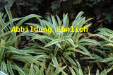 Genaues Foto für Carex ornithopoda 'Variegata' folgt; dieses ähnliche Bild dient der Illustration von Weißgestreifte Vogelfuß-Segge