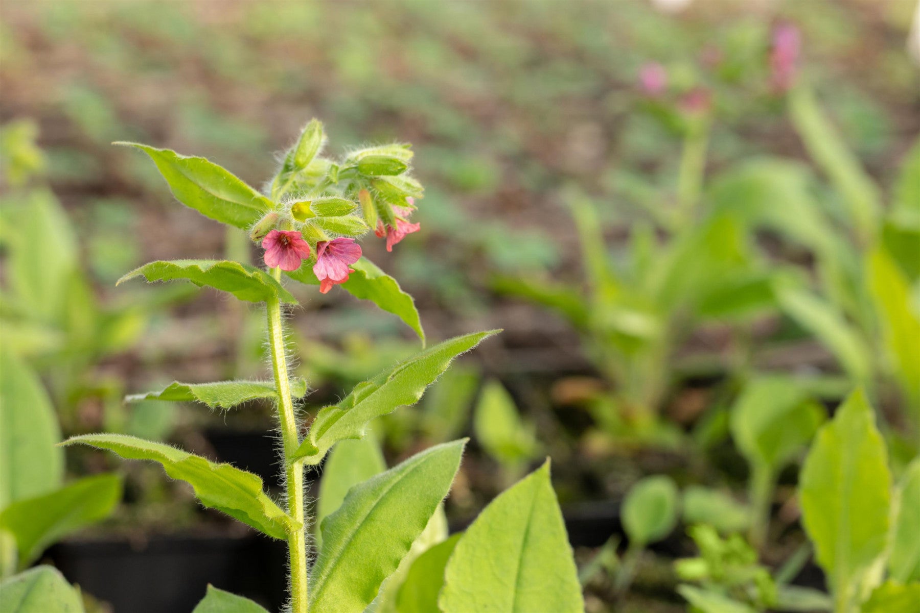 Pulmonaria rubra (Rotblühendes Lungenkraut)