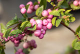 Schönfrucht 'Amethyst'; mit Früchten/Fruchtbehang; winterhart; Einsatzmöglichkeit z.B. : Solitärpflanze;;günstig mit Qualität