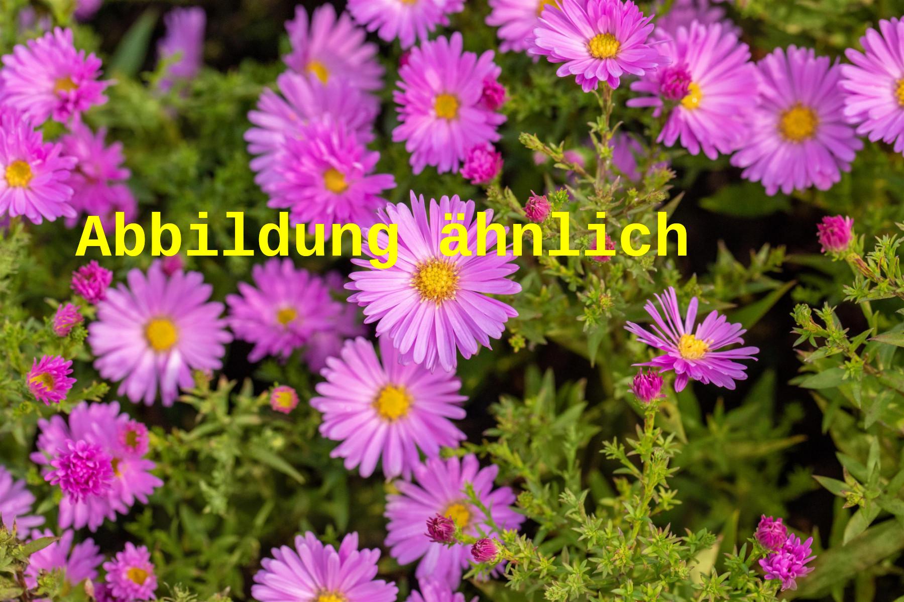 Aster dumosus 'Rosenwichtel' (Garten-Kissen-Aster)