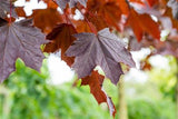 Roter Spitzahorn; hier mit Sommerbelaubung; robust; Einsatzmöglichkeit z.B. : Solitärbaum;;mit zeitnaher Lieferung