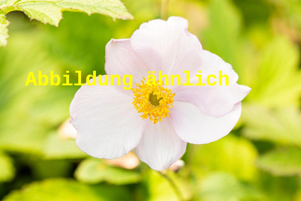 Genaues Foto für Anemone tomentosa 'Albadura' folgt; dieses ähnliche Bild dient der Illustration von Filzige Garten-Herbst-Anemone