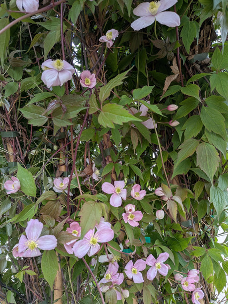 Clematis montana 'Rubens'; hier mit Blüte; frosthart; Einsatzmöglichkeit z.B. : Fassadenbegrünung;;günstig mit Qualität