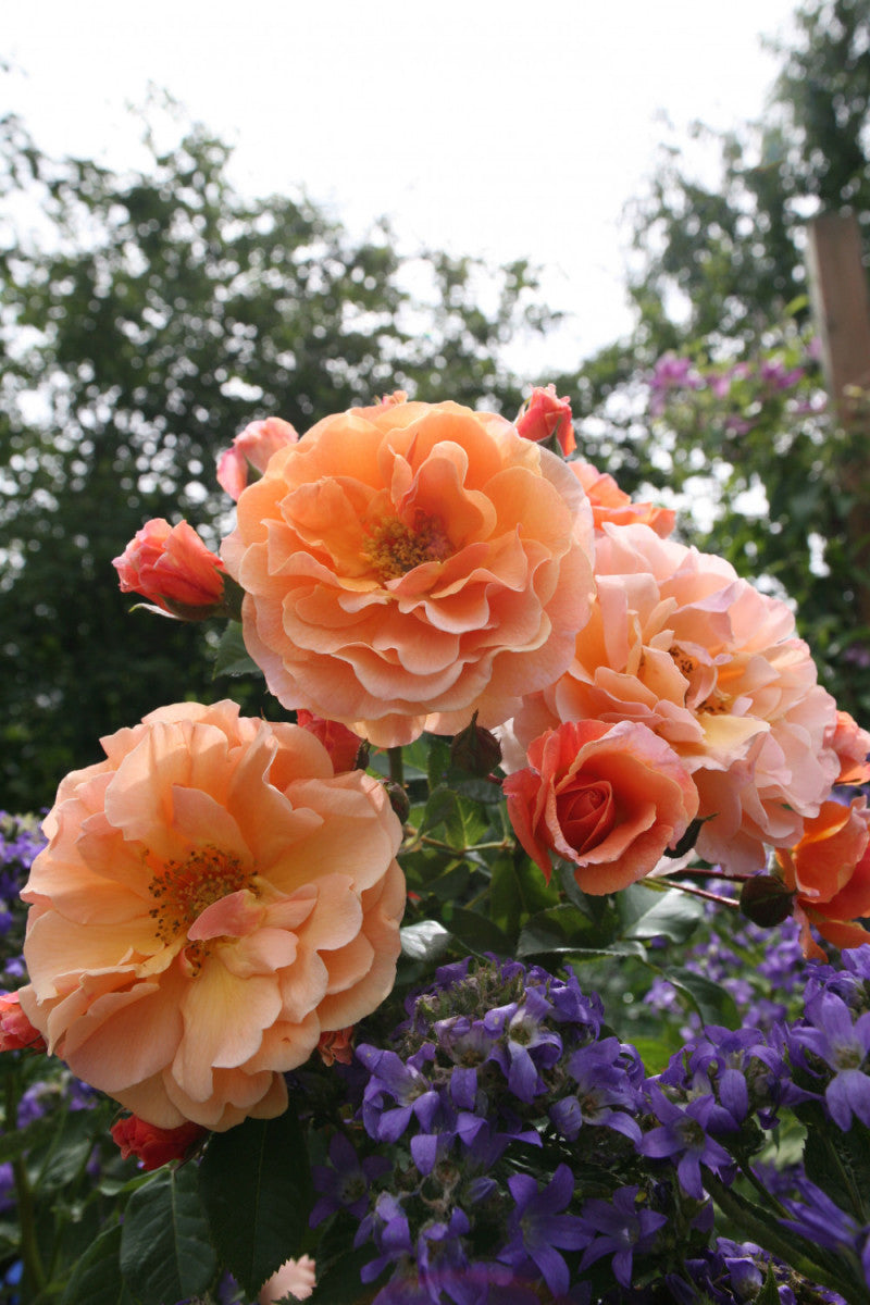 Rosa 'Arabia' STR (Strauchrose 'Arabia' -R-)