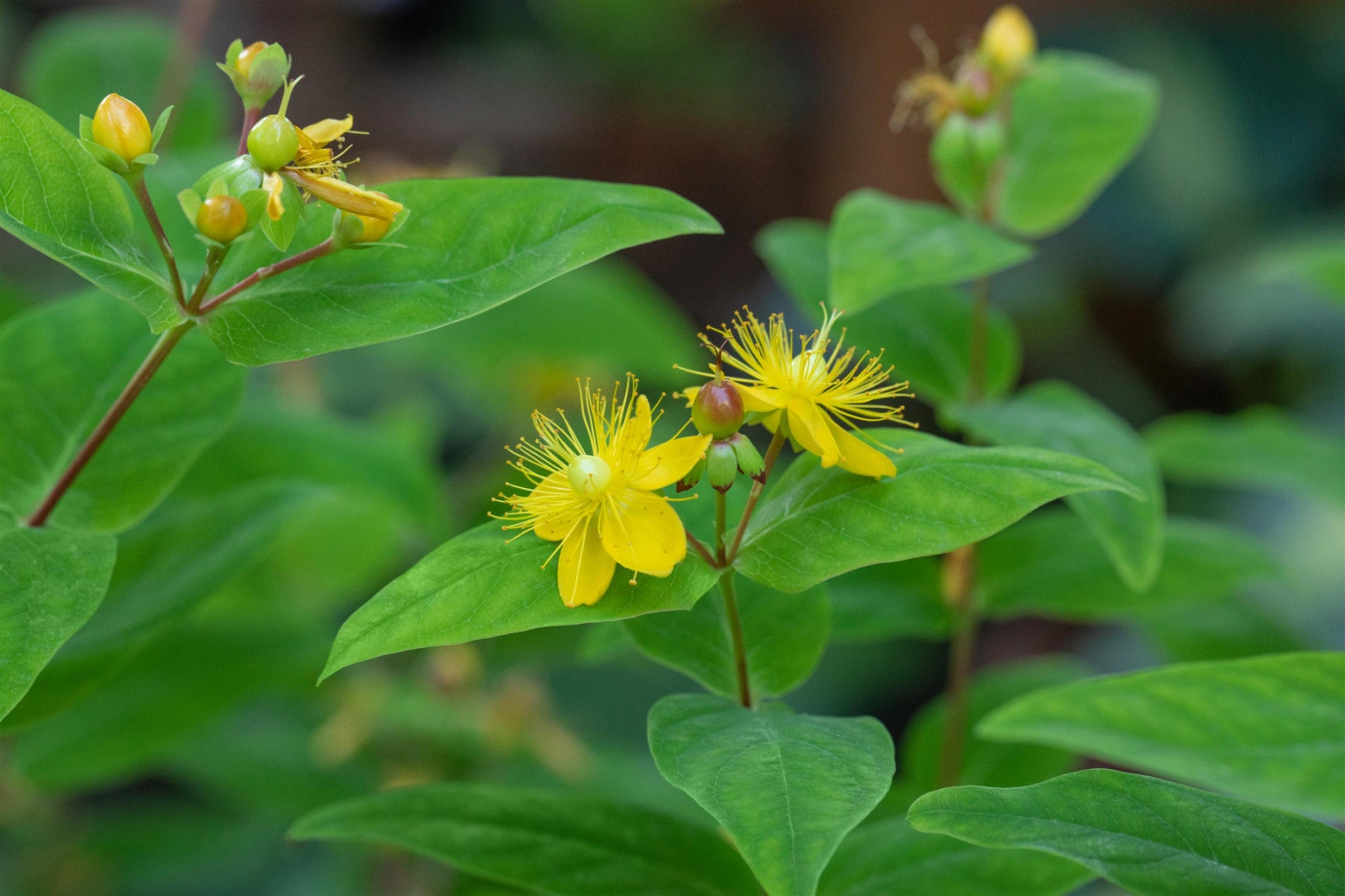 Hypericum perforatum (Tüpfel-Johanniskraut)