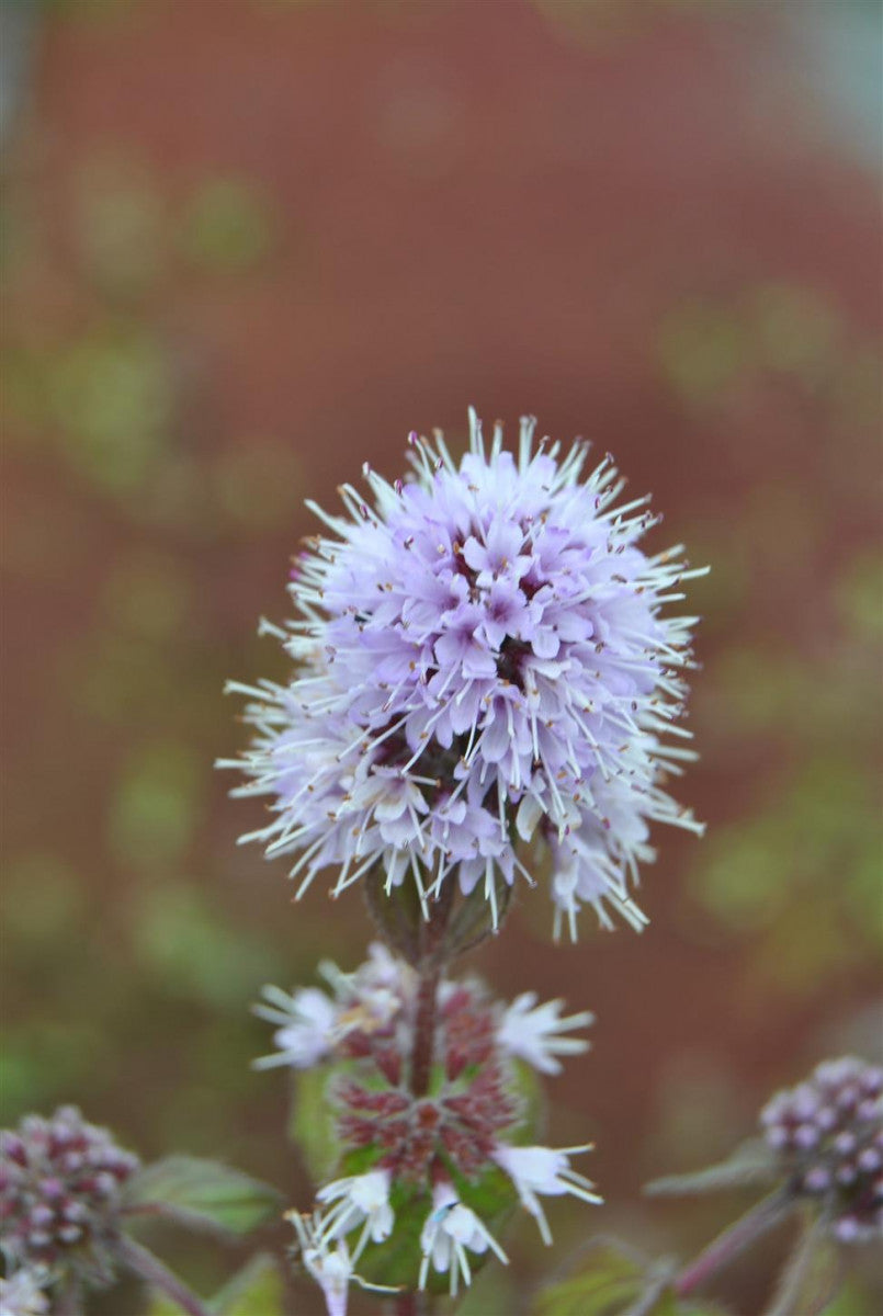 Mentha aquatica (Bach-Minze)