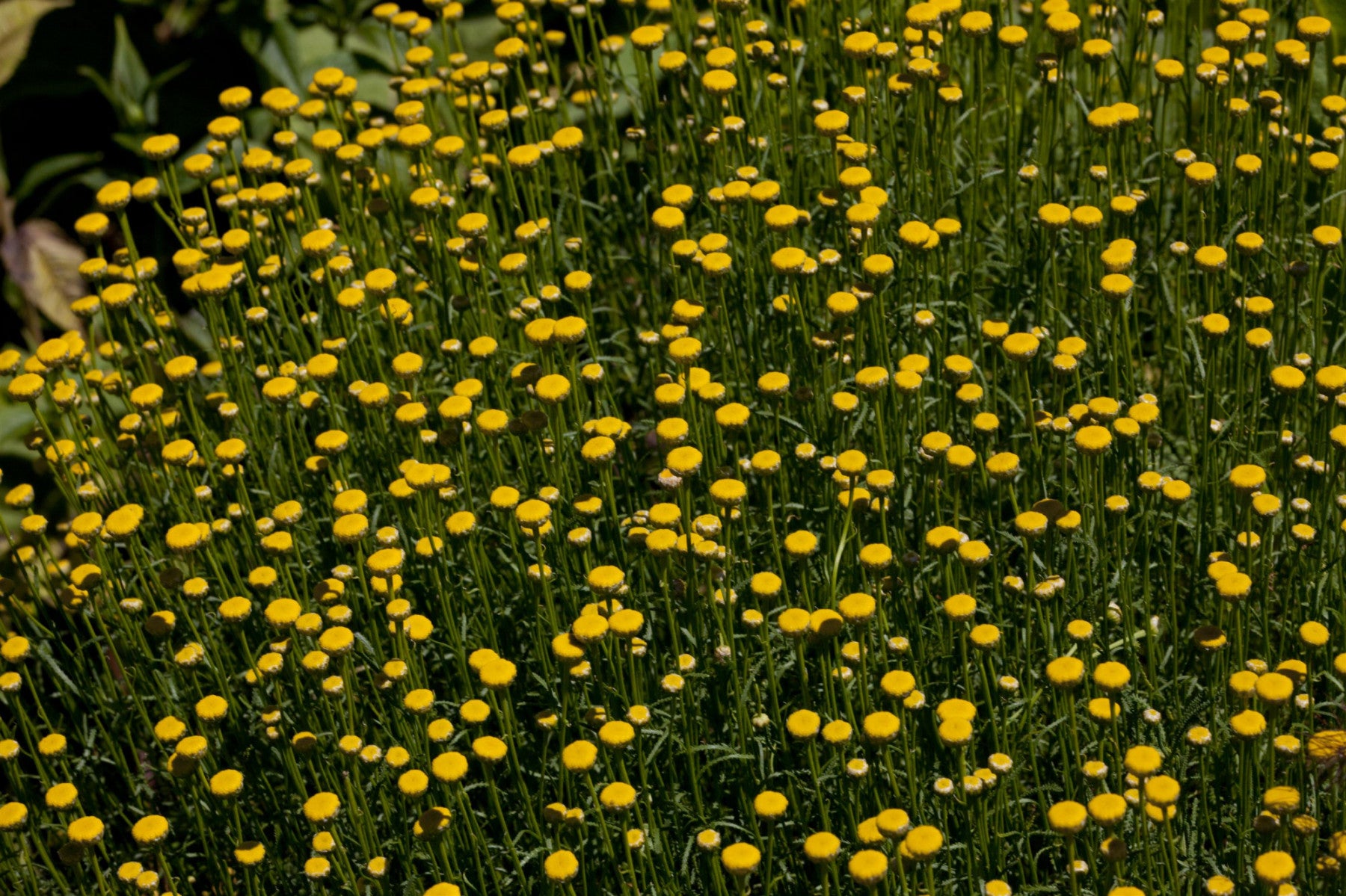 Santolina rosmarinifolia (Grünblättriges Heiligenkraut)