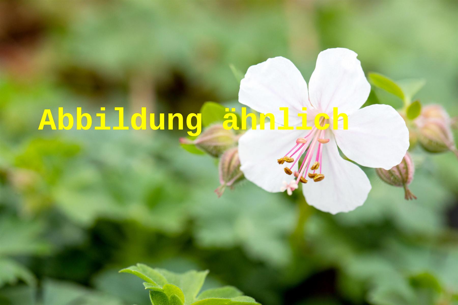 Geranium x cantabrigiense 'Saint Ola' (Cambridge-Bastard-Storchschnabel)