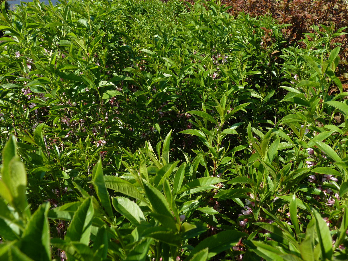 Prunus tenella; hier mit Sommerbelaubung; pflegeleicht; Einsatzmöglichkeit z.B. : Heidegarten;;mit zeitnaher Lieferung