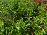Prunus tenella; hier mit Sommerbelaubung; pflegeleicht; Einsatzmöglichkeit z.B. : Heidegarten;;mit zeitnaher Lieferung