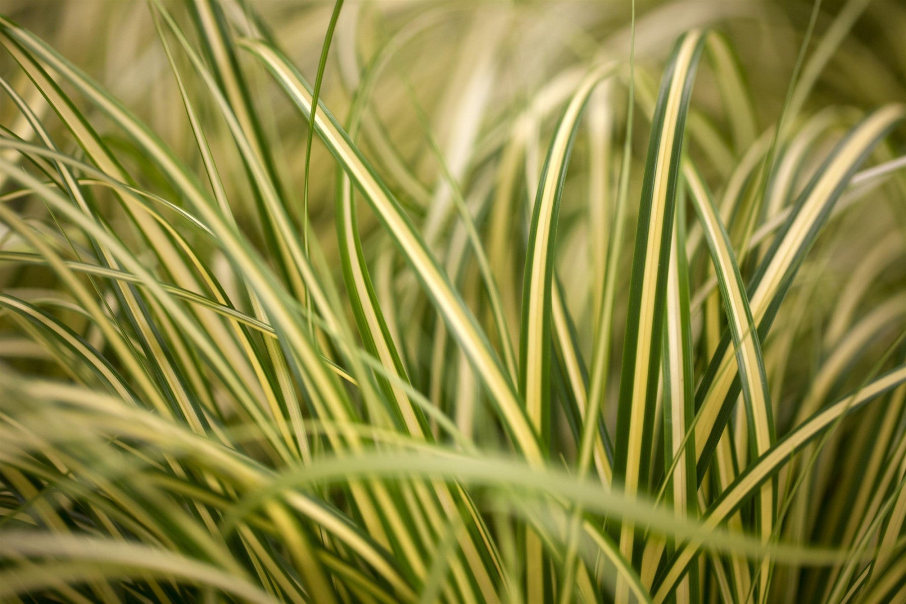 Carex oshimensis 'Evergold' (Gelbgrüne Garten-Segge)