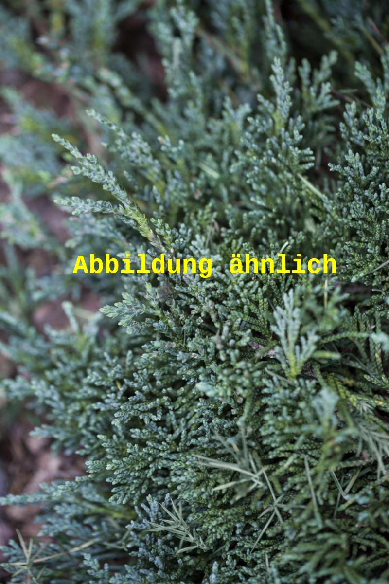 Genaues Foto für Juniperus horizontalis 'Glauca' folgt; dieses ähnliche Bild dient der Illustration von Blauer Teppichwacholder