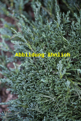 Genaues Foto für Juniperus horizontalis 'Glauca' folgt; dieses ähnliche Bild dient der Illustration von Blauer Teppichwacholder