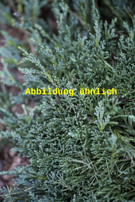 Genaues Foto für Juniperus horizontalis 'Glauca' folgt; dieses ähnliche Bild dient der Illustration von Blauer Teppichwacholder
