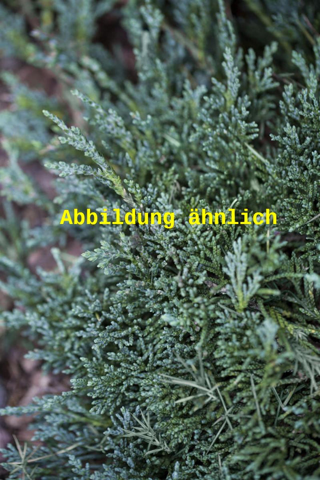 Genaues Foto für Juniperus horizontalis 'Glauca' folgt; dieses ähnliche Bild dient der Illustration von Blauer Teppichwacholder