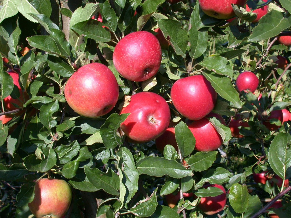 Apfel 'Ecolette'; mit Früchten/Fruchtbehang; blühfreudig; Einsatzmöglichkeit z.B. : Einzelstellung; erhältlich von 150-200 bis 450-650 cm;;hier kaufen