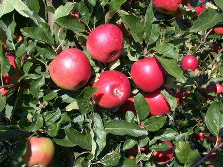 Apfel 'Ecolette'; mit Früchten/Fruchtbehang; blühfreudig; Einsatzmöglichkeit z.B. : Einzelstellung; erhältlich von 150-200 bis 450-650 cm;;hier kaufen