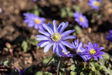 Garten-Strahlen-Windröschen; hier mit Blüte; frühblüher; Einsatzmöglichkeit z.B. : Steingarten;;hier kaufen