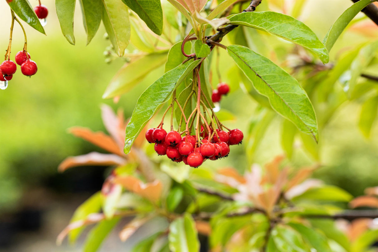 Photinia fraseri; mit Früchten/Fruchtbehang; bienenfreundlich; Einsatzmöglichkeit z.B. : Bienenweide;;mit zeitnaher Lieferung