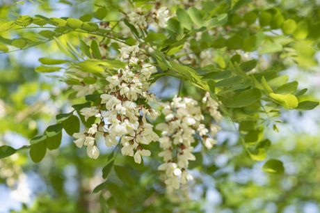 Scheinakazie 'Nyirsegi'; hier mit Blüte; pflegeleicht; Einsatzmöglichkeit z.B. : Solitär; erhältlich von 270-330 bis 450-650 cm;;hier kaufen