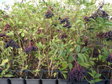 Sambucus nigra VkG 6; als Pflanze im Beet; essbare Früchte; Einsatzmöglichkeit z.B. : Duftstrauch;;ab 3,85 Euro