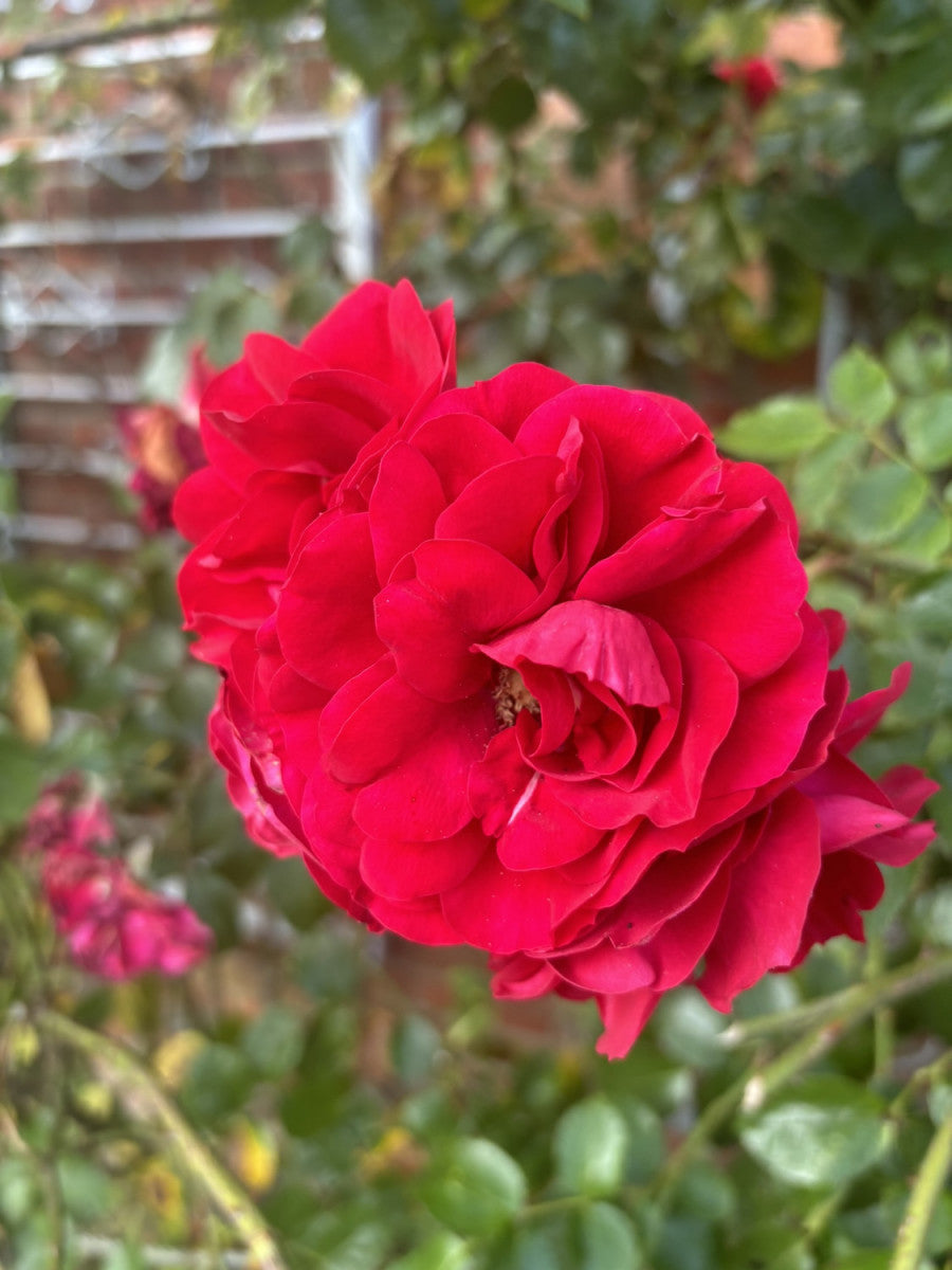 Kletterrose 'Amadeus'; hier mit Blüte; blühfreudig; Einsatzmöglichkeit z.B. : Rosenbogen;;hier kaufen