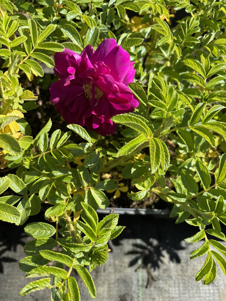 Bodend. Rose 'Rotes Meer'; hier mit Blüte; attraktive Blüten; Einsatzmöglichkeit z.B. : Beetpflanze;;hier kaufen