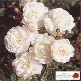 Bodend. Rose 'Sea Foam'; hier mit Blüte; pflegeleicht; Einsatzmöglichkeit z.B. : Einzelstellung;;hier kaufen