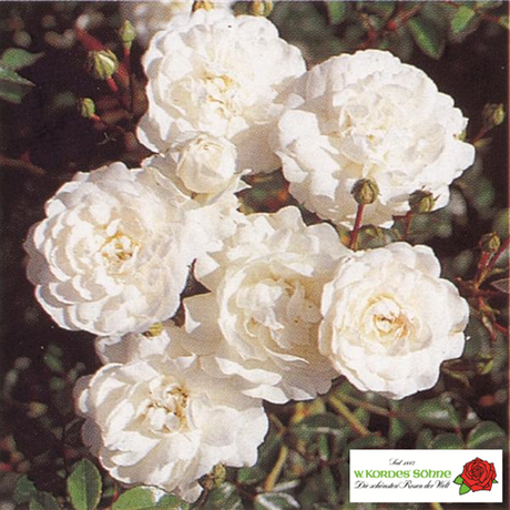 Bodend. Rose 'Sea Foam'; hier mit Blüte; pflegeleicht; Einsatzmöglichkeit z.B. : Einzelstellung;;hier kaufen