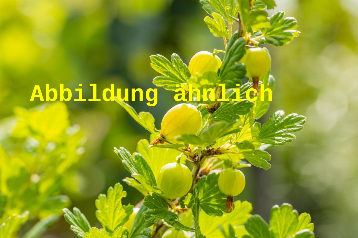 Genaues Foto für Ribes uva-crispa 'Karlin' folgt; dieses ähnliche Bild dient der Illustration von Stachelbeere 'Karlin'