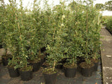 Pyracantha 'Orange Glow'; als Pflanze im Beet; nahrungsquelle für Insekten; Einsatzmöglichkeit z.B. : Grundstücksabgrenzung;;mit zeitnaher Lieferung