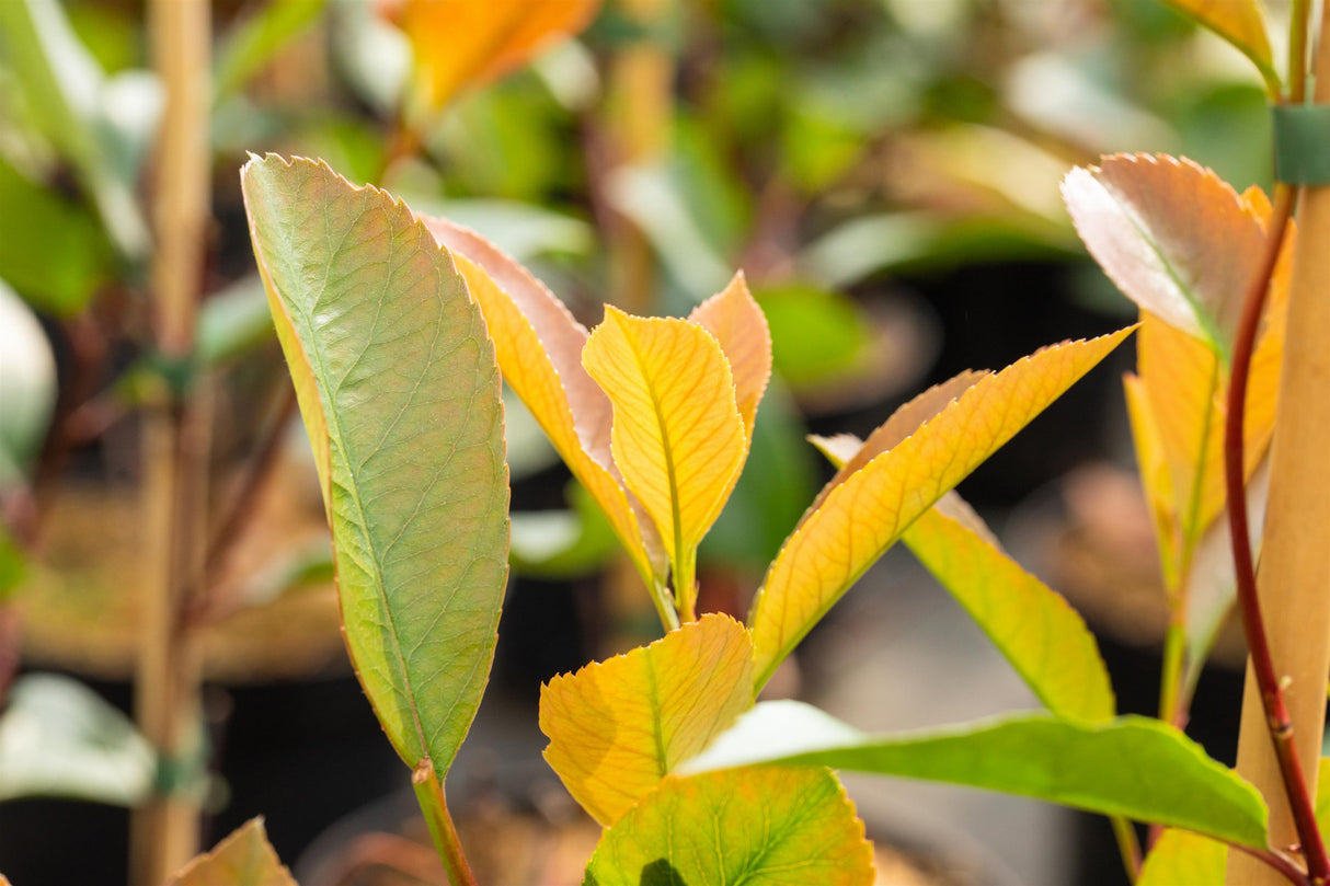 Photinia Red Robin; hier mit Sommerbelaubung; nahrungsquelle für Insekten; Einsatzmöglichkeit z.B. : Grundstücksabgrenzung;;mit zeitnaher Lieferung
