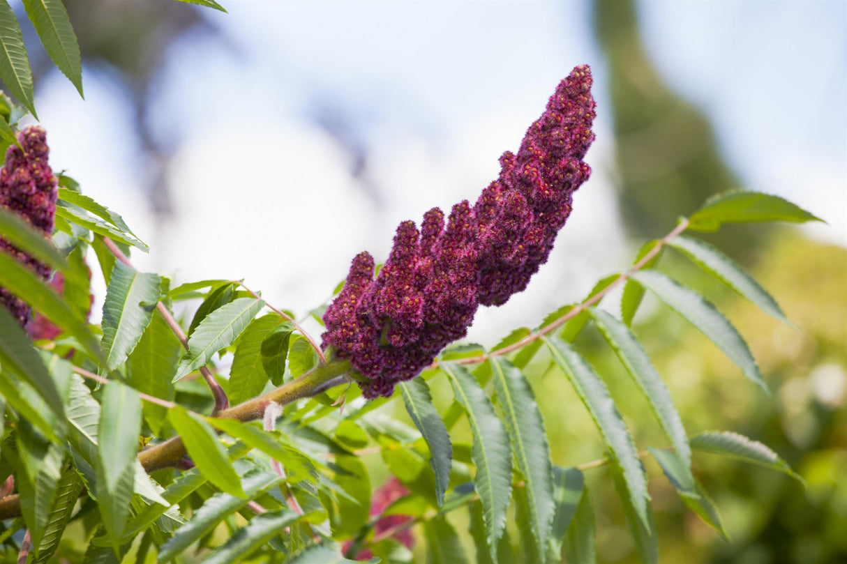 Staghorn Sumac; hier mit Blüte; bienenfreundlich; Einsatzmöglichkeit z.B. : Ziergehölz;;mit zeitnaher Lieferung